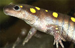 The Spotted Salamander