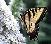 The Eastern Tiger Swallowtail
