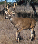 The Whitetail Deer 