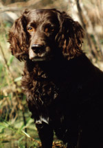 The Boykin Spaniel