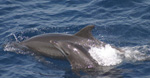 The Bottlenose Dolphin