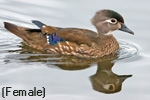 The Female Wood Duck