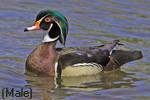 The Male Wood Duck