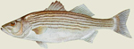 The Striped Bass