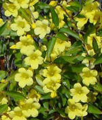 Yellow Jessamine