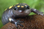 The Spotted Salamander