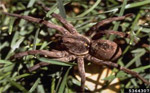 The Carolina Wolf Spider