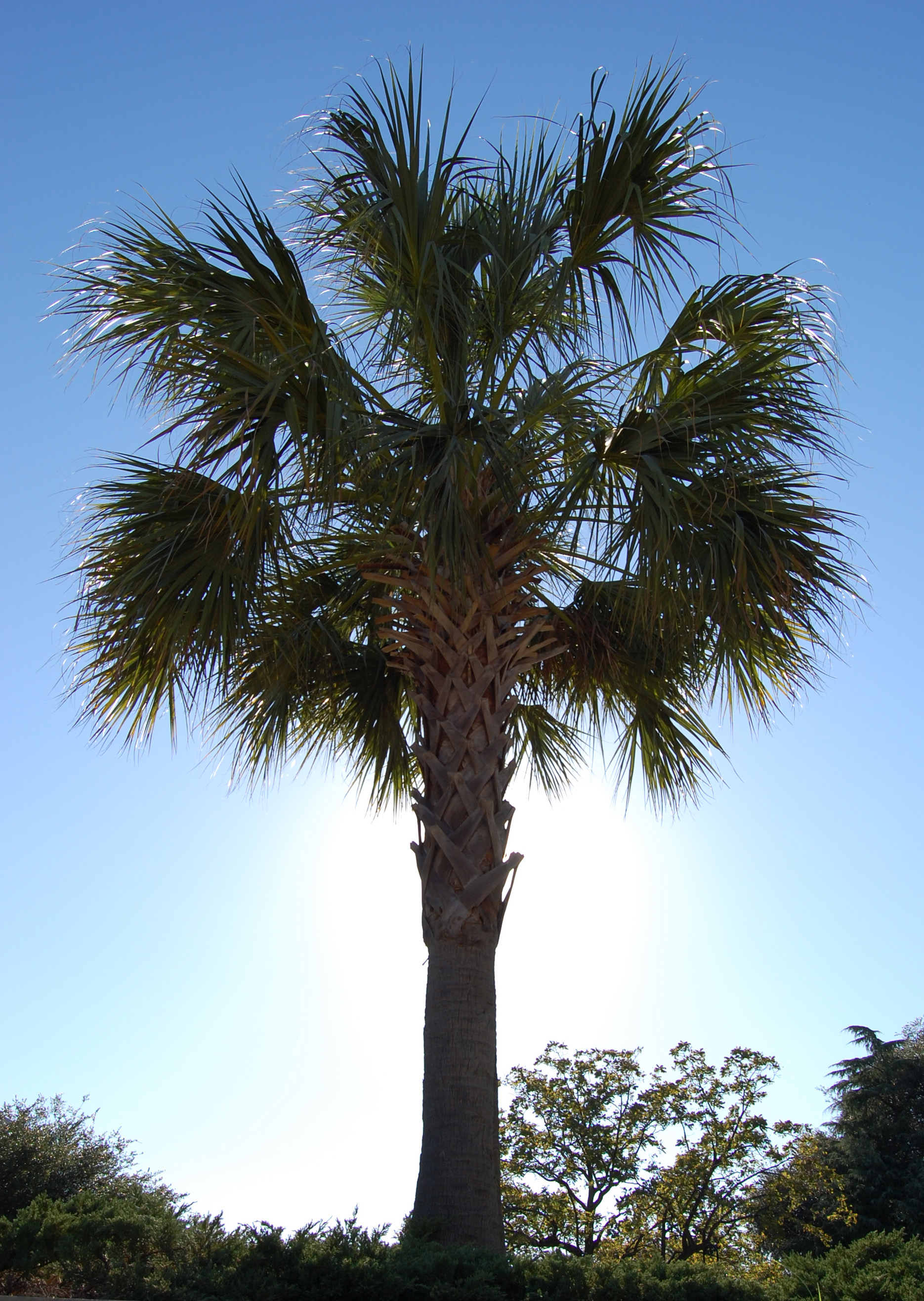 Palmetto Tree