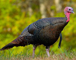 The Wild Turkey