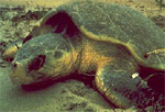 Loggerhead Turtle 