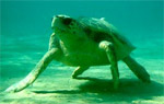 The Loggerhead Turtle 