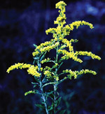 Goldenrod