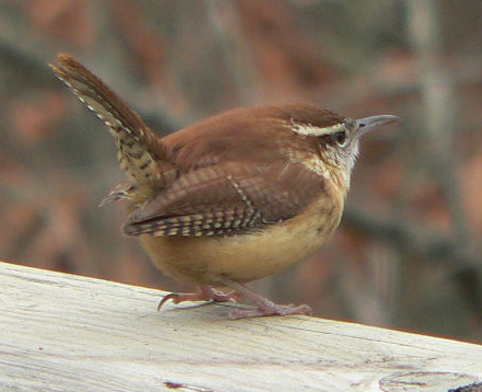 The Carolina Wren